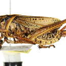 Image of Eastern Lubber Grasshopper
