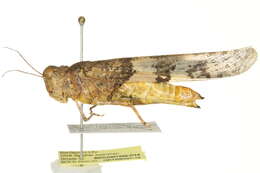 Image of Pallid-winged Grasshopper