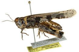 Image of Groove-headed Grasshopper