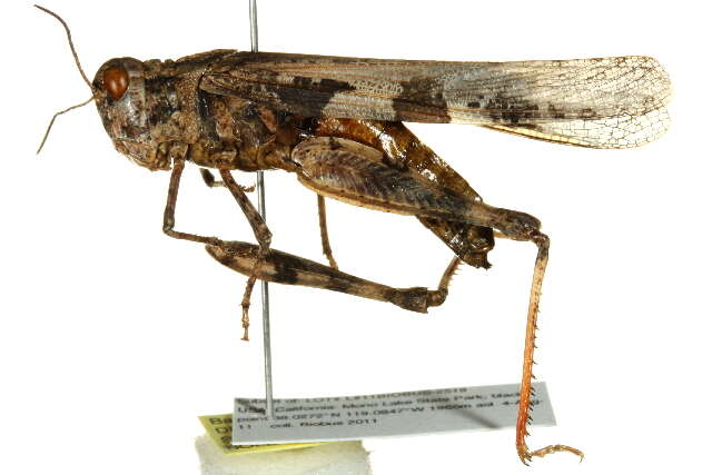 Image of Groove-headed Grasshopper