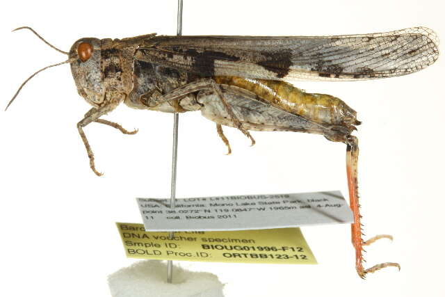 Image of Groove-headed Grasshopper