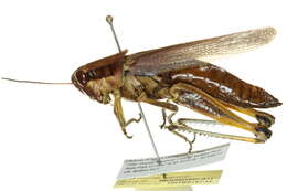 Image of Olive-green Swamp Grasshopper