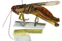 Image of Olive-green Swamp Grasshopper