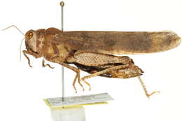 Image of Carolina Grasshopper
