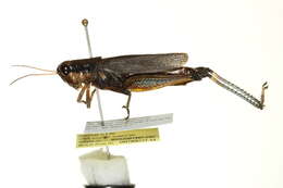 Image of Olive-green Swamp Grasshopper