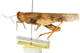 Image of Trimerotropis