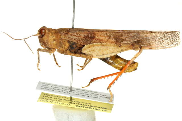 Image of Trimerotropis