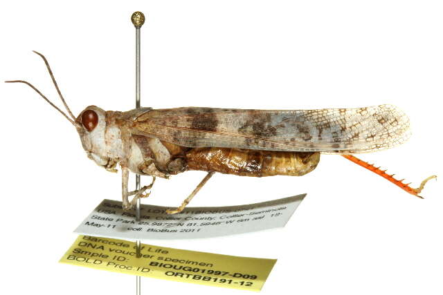 Image of Trimerotropis