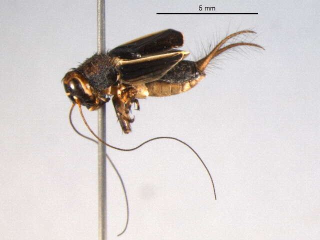 Image de Pictonemobius arenicola Mays & Gross 1990