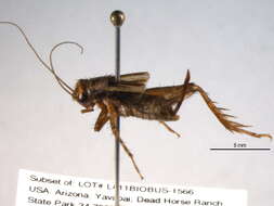 Image of Mormon Ground Cricket