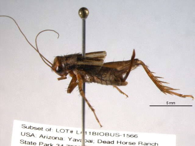 Image of Mormon Ground Cricket