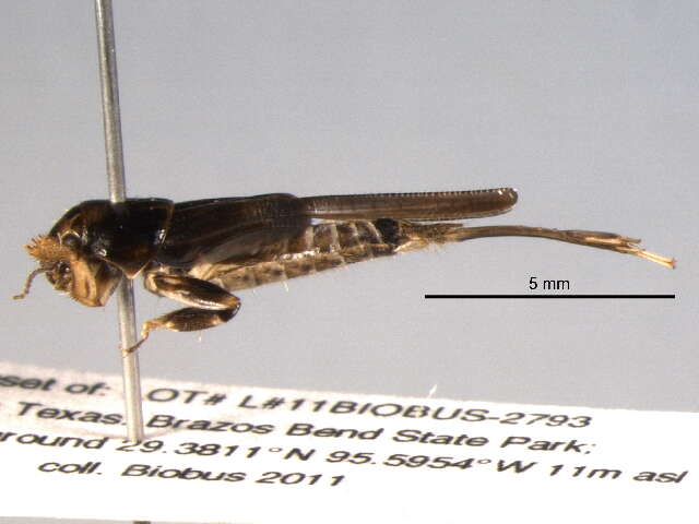 Image of Neotridactylus apicaulis