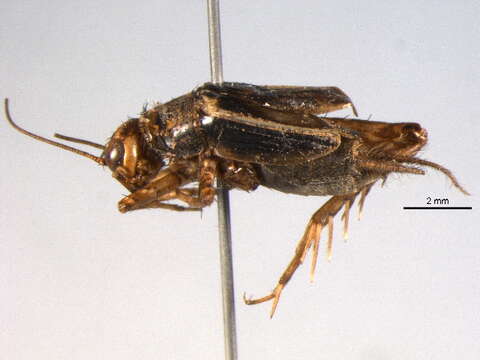 Image of Mormon Ground Cricket