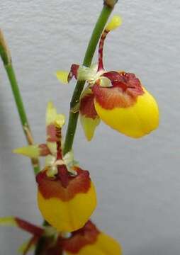 Image of Dancing-lady orchids