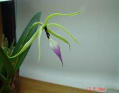 Image of appendage orchid