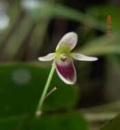 Image of Bonnet orchids