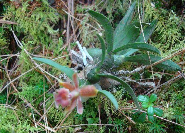 Image of Star orchids