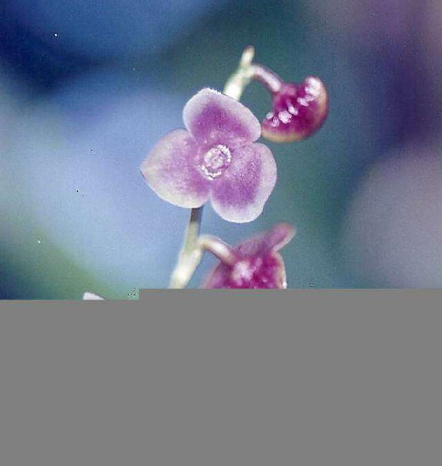 Image of Bonnet orchids