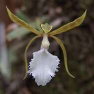 Image of Epidendroideae