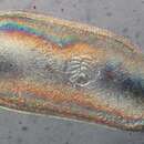 Image of Darwinulidae