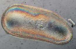 Image of Darwinuloidea