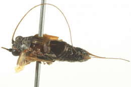 Image of Cricket