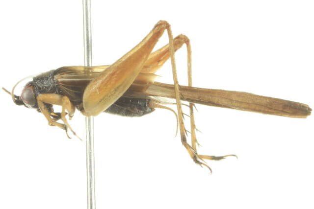 Image of Cricket