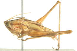 Слика од Conocephalus (Chloroxiphidion) upoluensis (Karny 1907)