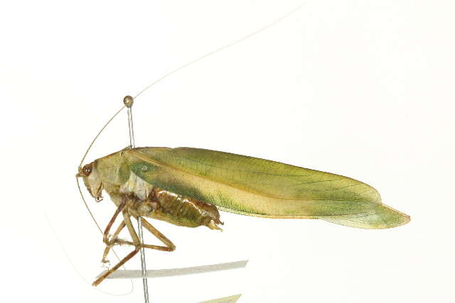 Image of Tettigonioidea