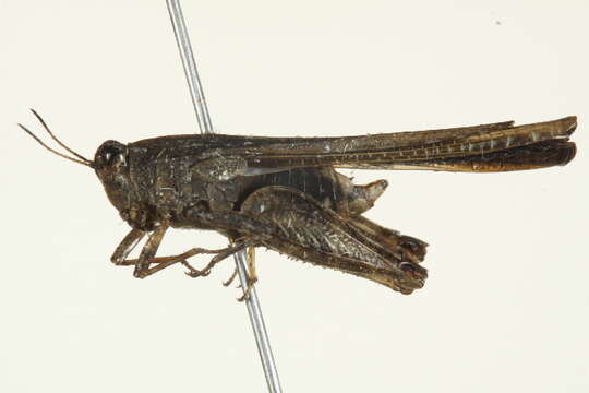 Image of Tetrigoidea