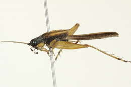 Image of Cricket