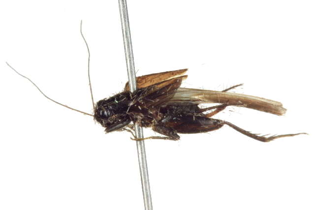 Image of true crickets