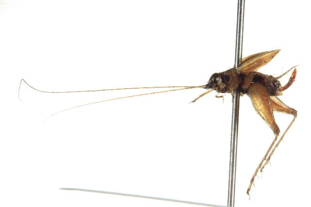 Image of true crickets