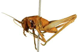 Image of Tettigonioidea