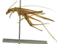 Image of Common Tree Crickets