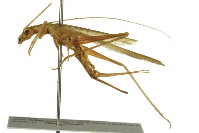 Image of Common Tree Crickets