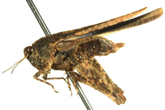 Image of Tetrigoidea