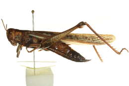 Image of Spur-throated locust