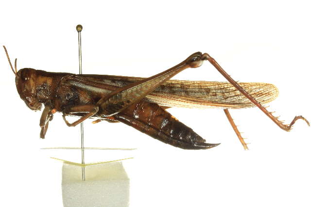 Image of Spur-throated locust