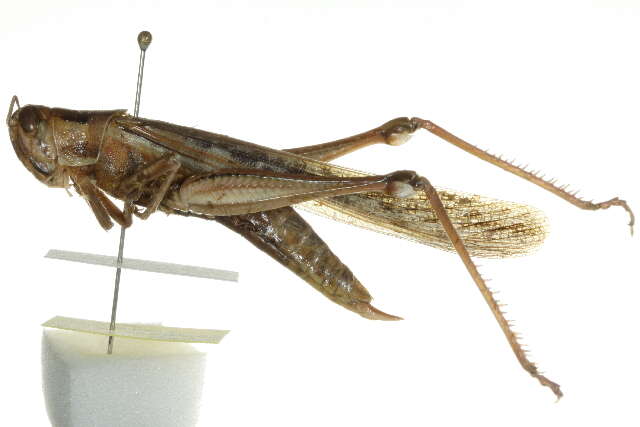 Image of Spur-throated locust