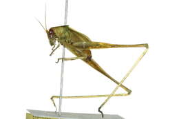 Image of Tettigonioidea