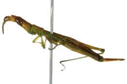 Image of Morabidae