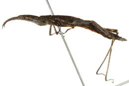 Image of Morabidae