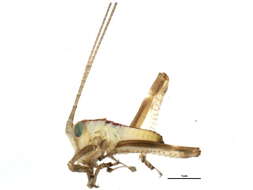 Image of Tettigonioidea