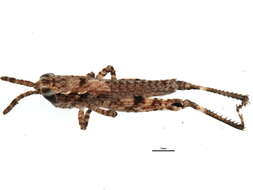 Image of Coryphistes