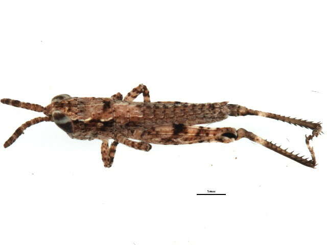 Image of Coryphistes