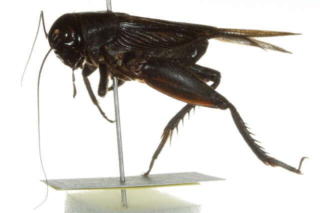 صورة Teleogryllus (Teleogryllus) commodus (Walker & F. 1869)