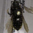 Image of Megachile flammiventris Vachal 1908