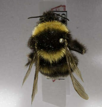 Image of Large garden bumblebee