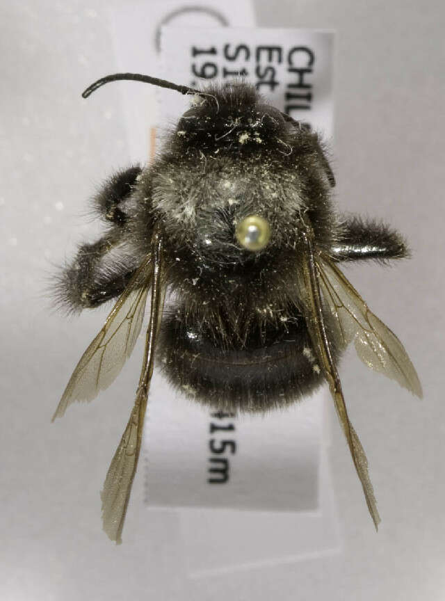 Image of Bombus funebris Smith 1854